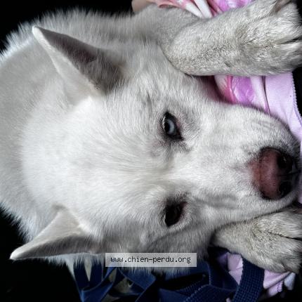 Photo de chien trouvé à Sene