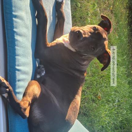 Photo 1/1 Chien retrouvé Perdu à Fargues saint hilaire