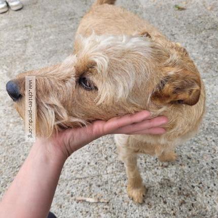 Photo 1/1 Chien retrouvé Trouvé à Gueret