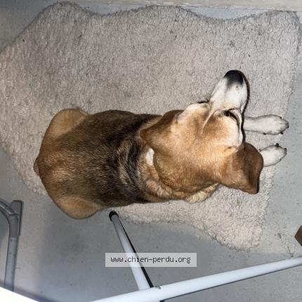 Photo de chien trouvé à Carcassonne