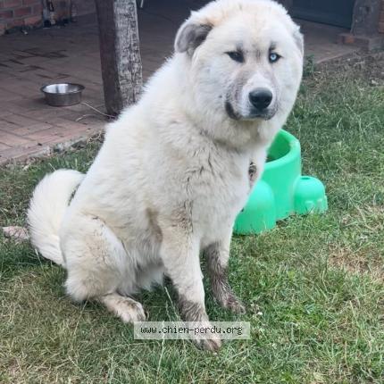 Photo 1/1 Chien retrouvé Perdu à Durtal