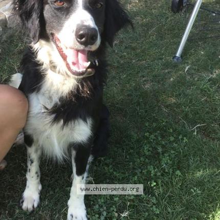 Photo 1/1 Chien retrouvé Trouvé à La batie rolland
