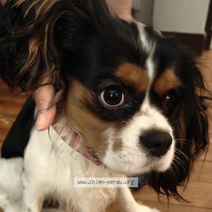 Photo de chien trouvé à Clamart