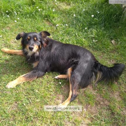 Photo de chien perdu à Bordes