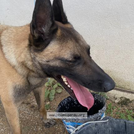 Photo 1/1 Chien retrouvé Trouvé à Sennecey le grand