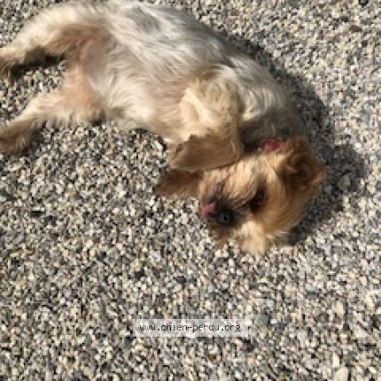 Photo 1/1 Chien retrouvé Perdu à Saint etienne