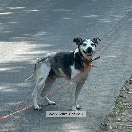 Photo 1/1 Chien retrouvé Perdu à Marigny le lozon