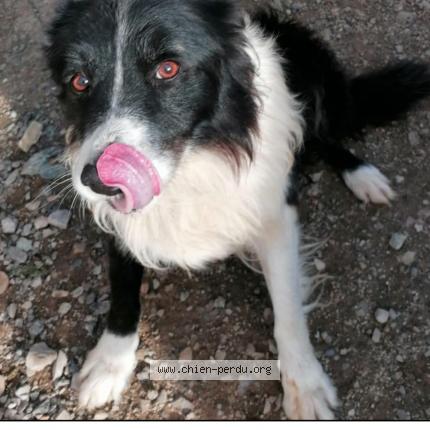 Photo 1/1 Chien retrouvé Perdu à La chapelle rainsouin