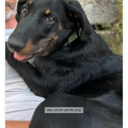 Photo 1/1 Chien retrouvé Perdu à Roquefort la bedoule