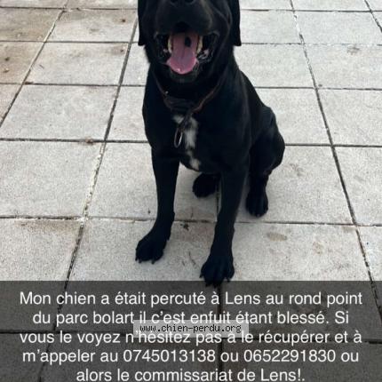 Photo 1/1 Chien retrouvé Perdu à Lens