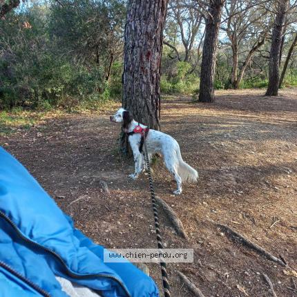 Photo 1/1 Chien retrouvé Perdu à Villeneuve loubet