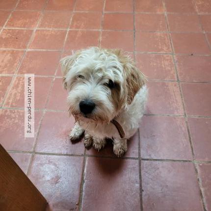 Photo 1/1 Chien retrouvé Perdu à Kergrist Moelou