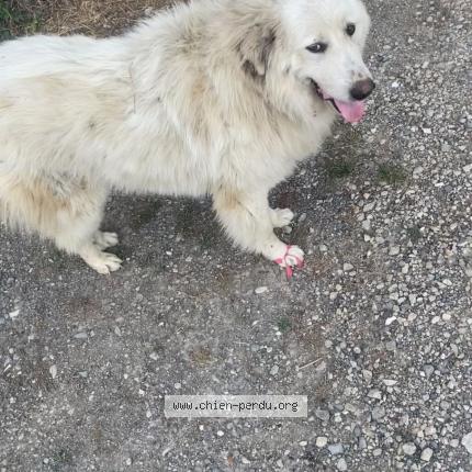 Photo de chien perdu à Nice