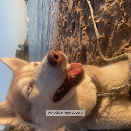 Photo 1/1 Chien retrouvé Perdu à Antheor