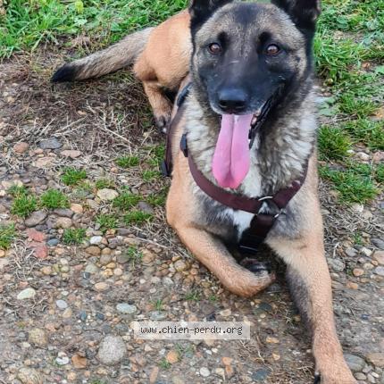 Photo 1/1 Chien retrouvé Perdu à Lapalud