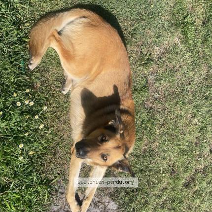 Photo 1/1 Chien retrouvé Perdu à Parentis en born