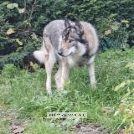 Photo de chien perdu à Le Mesnil Sous Jumieges