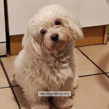 Photo de chien perdu à St Gely Du