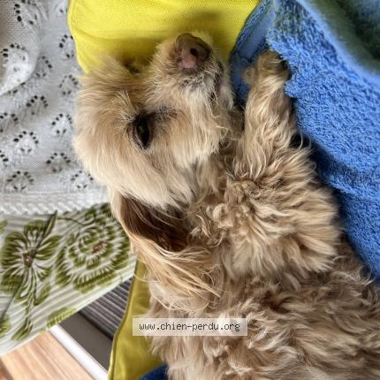 Photo de chien perdu à Carriere Sous Poissy