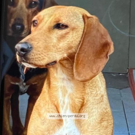 Photo de chien perdu à Saint Maxime