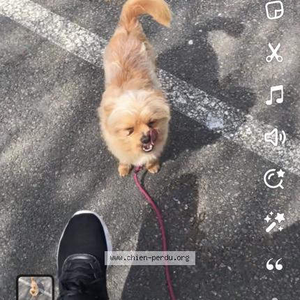 Photo 1/1 Chien retrouvé Perdu à Tinqueux
