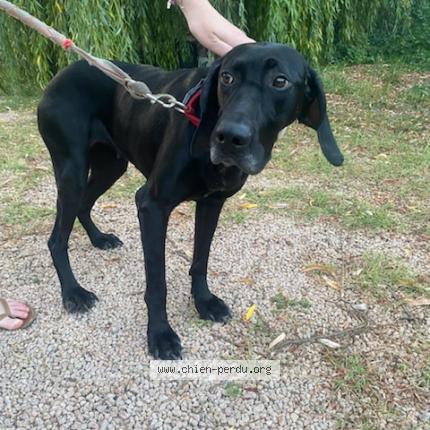 Photo de chien trouvé à Bellenaves