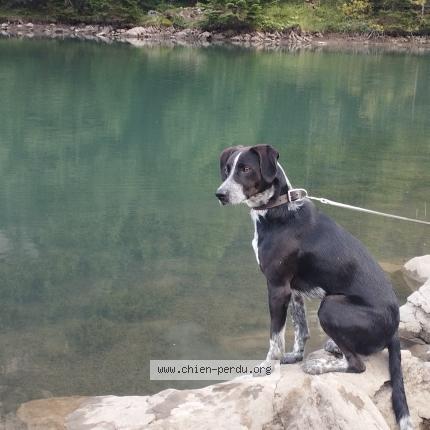 Photo 1/1 Chien retrouvé Perdu à Champniers et reilhac