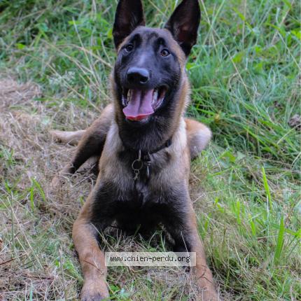 Photo 1/1 Chien retrouvé Perdu à Le theil