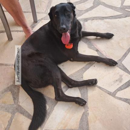 Photo 1/1 Chien retrouvé Trouvé à Roquefort les pins