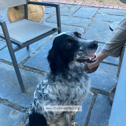 Photo de chien trouvé à Cornille Les Caves