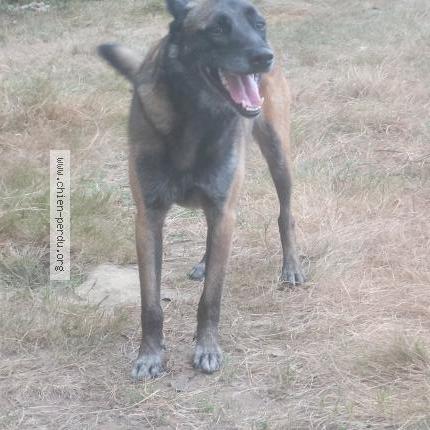 Photo de chien trouvé à Saint Genes De Fronsac