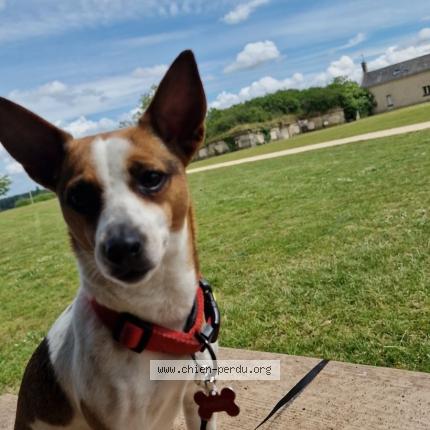 Photo de chien perdu à Gradignan