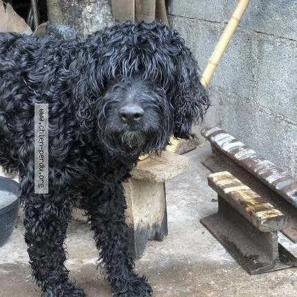 Photo 1/1 Chien retrouvé Perdu à Paimpont