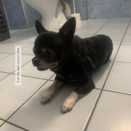 Photo de chien trouvé à Auch