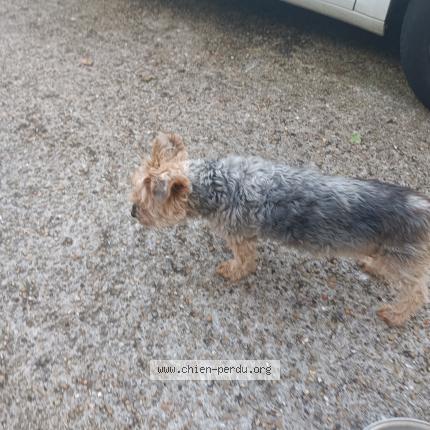 Photo 1/1 Chien retrouvé Trouvé à 77120 mouroux