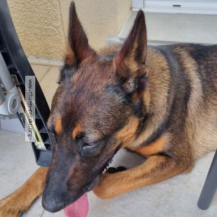 Photo 1/1 Chien retrouvé Trouvé à Rauzan