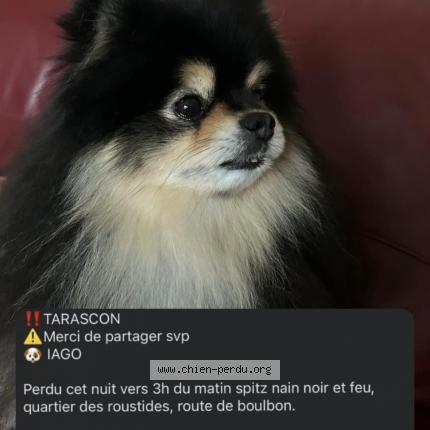 Photo de chien perdu à Tarascon