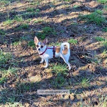 Photo de chien perdu à Morthomiers