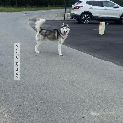 Photo 1/1 Chien retrouvé Trouvé à La dominelais