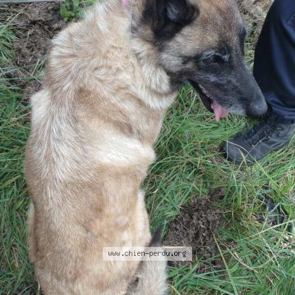 Photo 1/1 Chien retrouvé Trouvé à Formigny la bataille