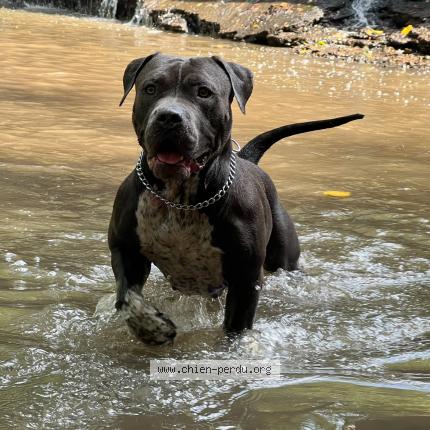 Photo de chien perdu à Briennon