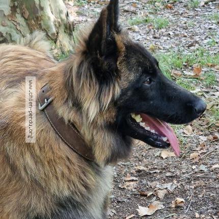 Photo de chien perdu à Bourret