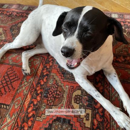 Photo 1/2 Chien retrouvé Trouvé à Issy les moulineaux