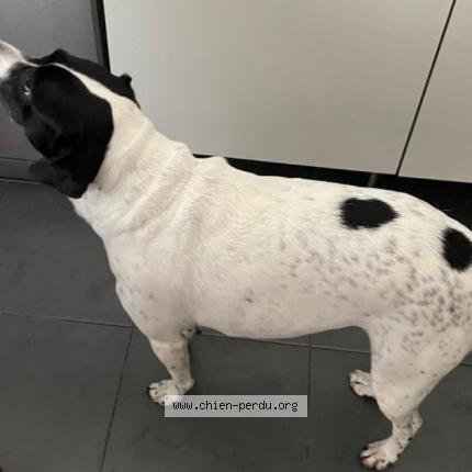 Photo 2/2 Chien retrouvé Trouvé à Issy les moulineaux