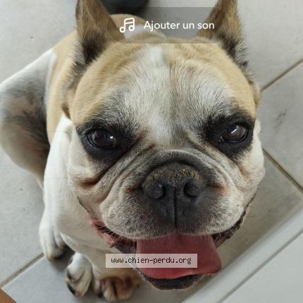 Photo 1/1 Chien retrouvé Perdu à Chauray