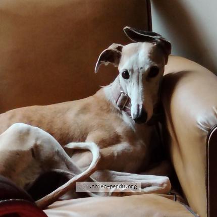 Photo 1/1 Chien retrouvé Perdu à Fayet ronaye