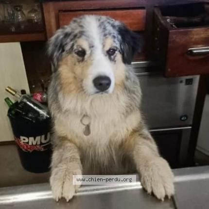 Photo de chien perdu à Sainte Maxime