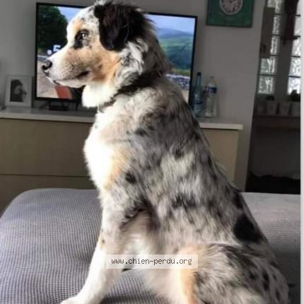 Photo 2/3 Chien retrouvé Perdu à Sainte maxime