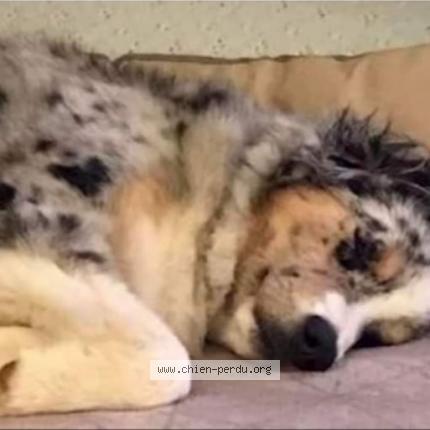 Photo 3/3 Chien retrouvé Perdu à Sainte maxime