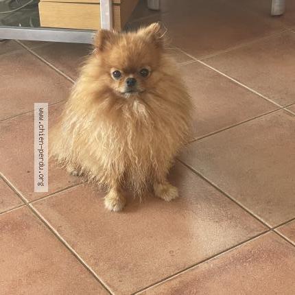 Photo 1/1 Chien retrouvé Perdu à Theoules sur mer
